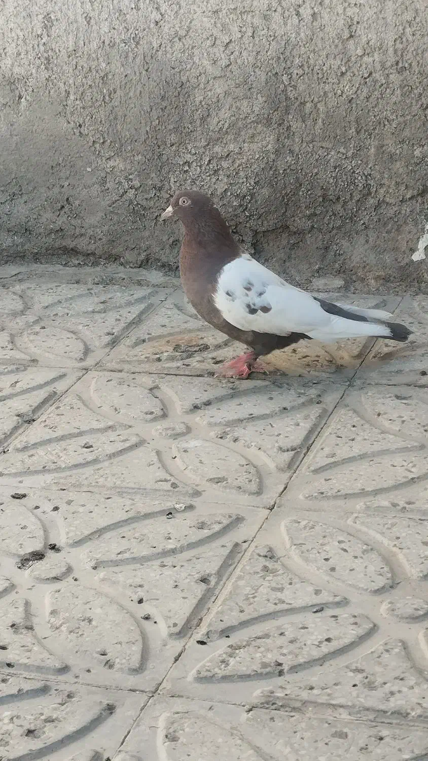 ماده سینه سرخ|پرنده|قائن, |دیوار