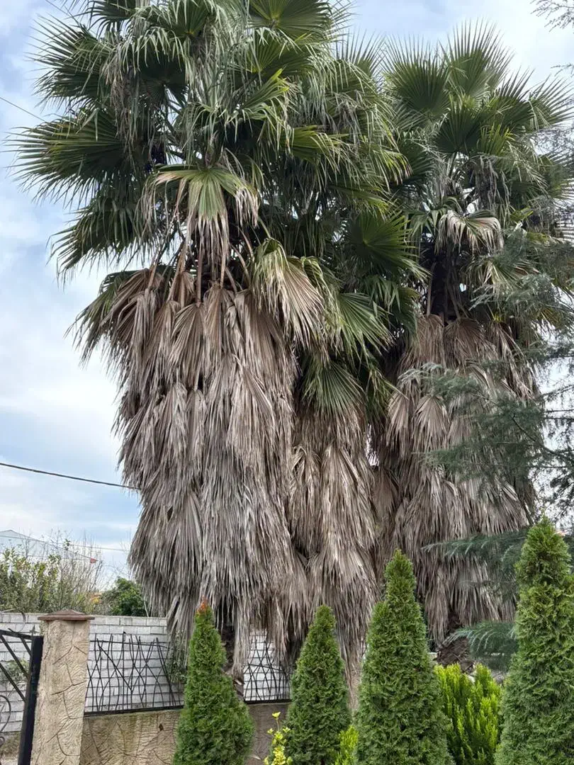 سه عدد درخت پالم بی نظیر|گل و گیاه طبیعی|محمودآباد, |دیوار