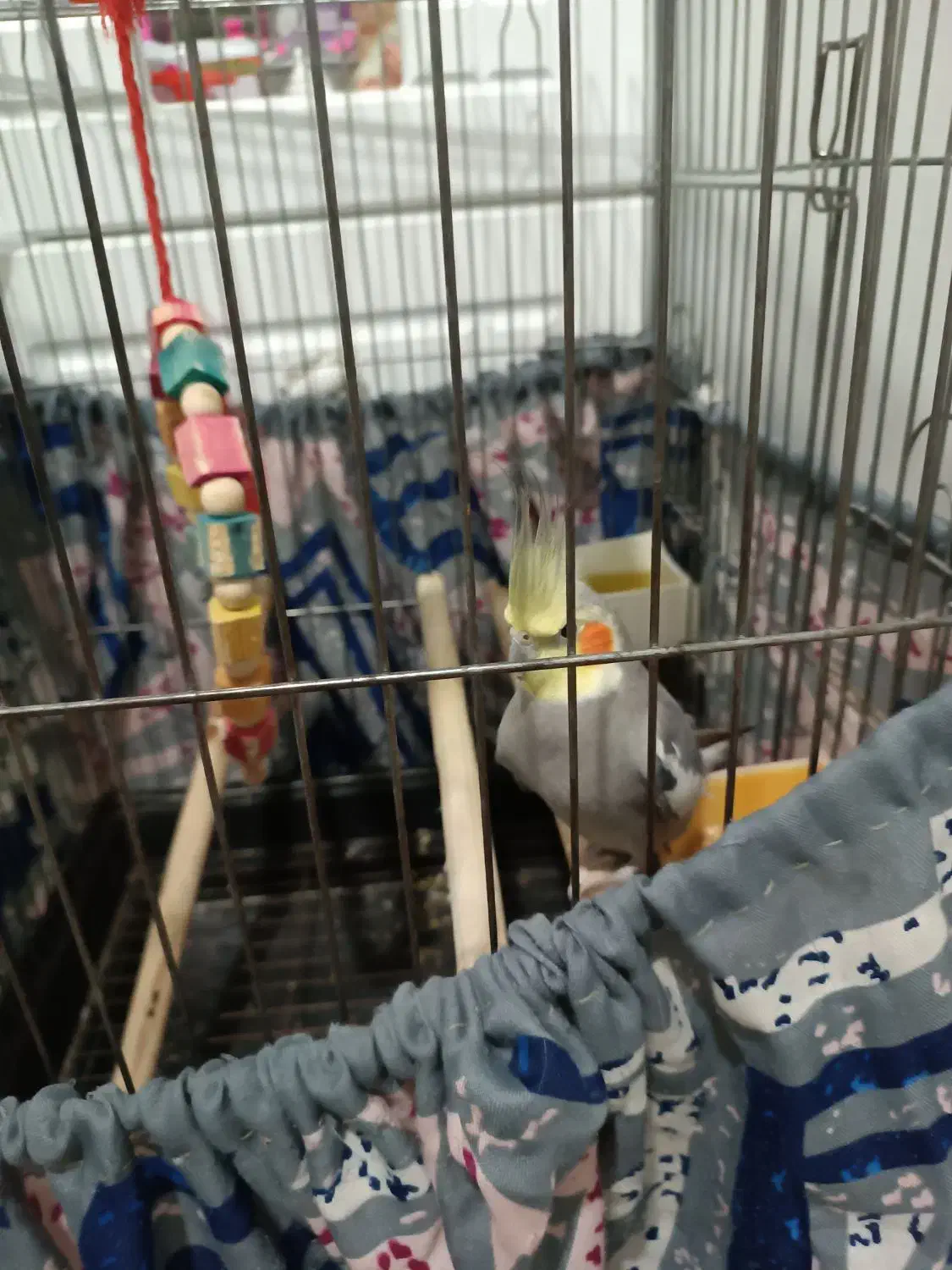 عروس هلندی باهوش|پرنده|پاکدشت, پاکدشت (مامازند)|دیوار