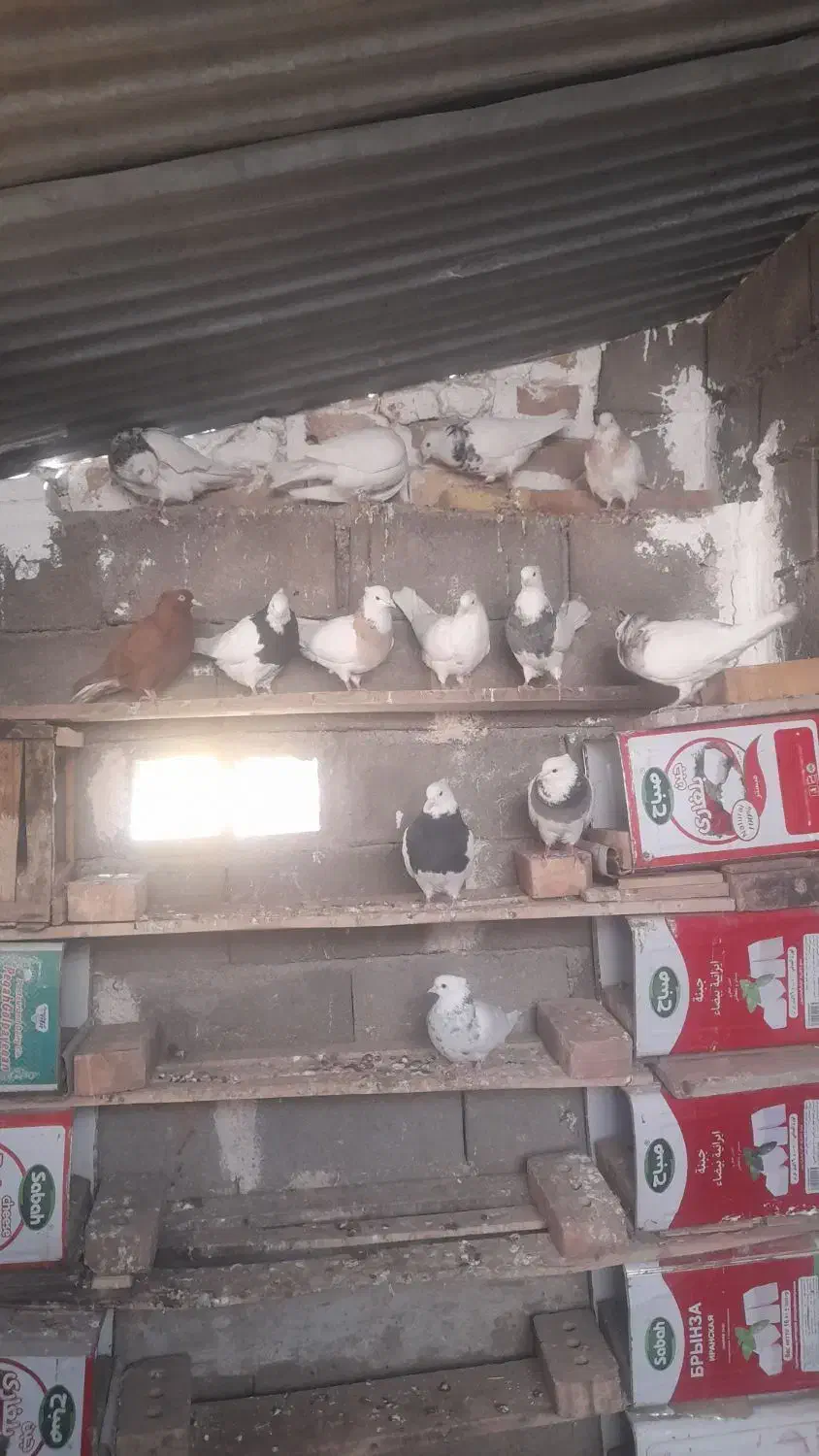 طوق|پرنده|فردوس (خراسان), |دیوار