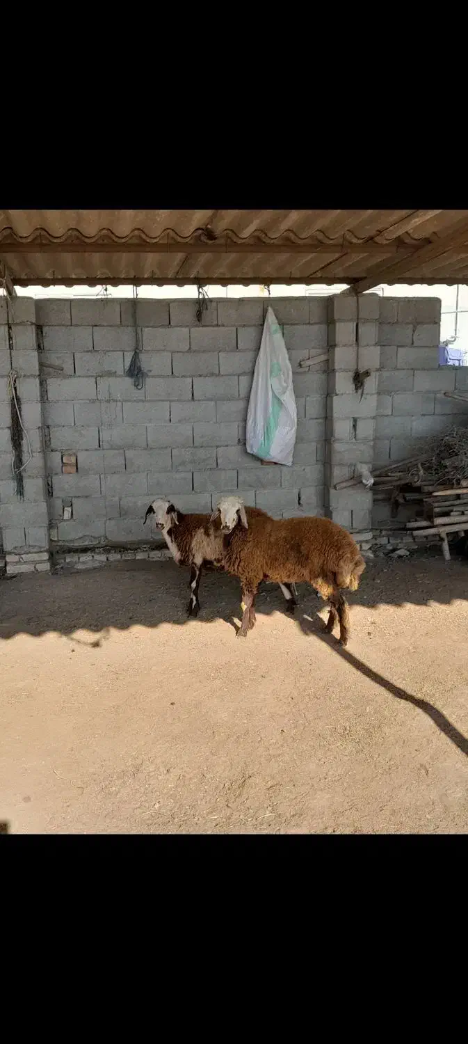 پای قوچی جنس|حیوانات مزرعه|گمیشان, |دیوار