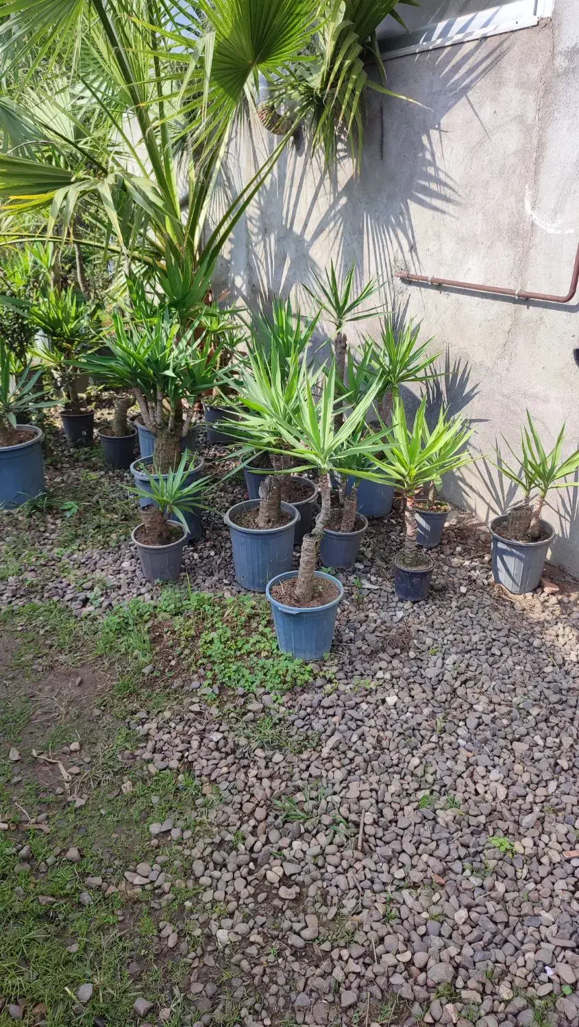 یوکا بنسای|گل و گیاه طبیعی|رودسر, |دیوار