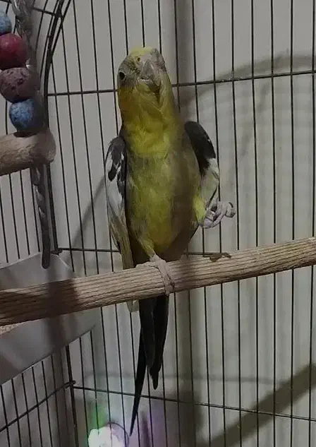 عروس هلندی|پرنده|شاهین‌شهر, شهرک سایت|دیوار