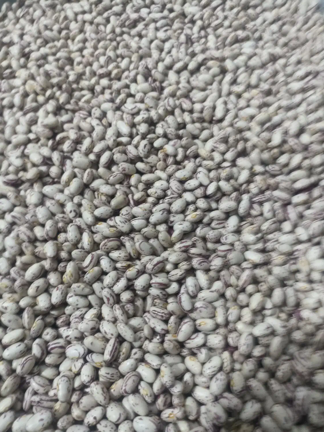 لوبیا چیتی اعلا|خوردنی و آشامیدنی|دوزین, |دیوار