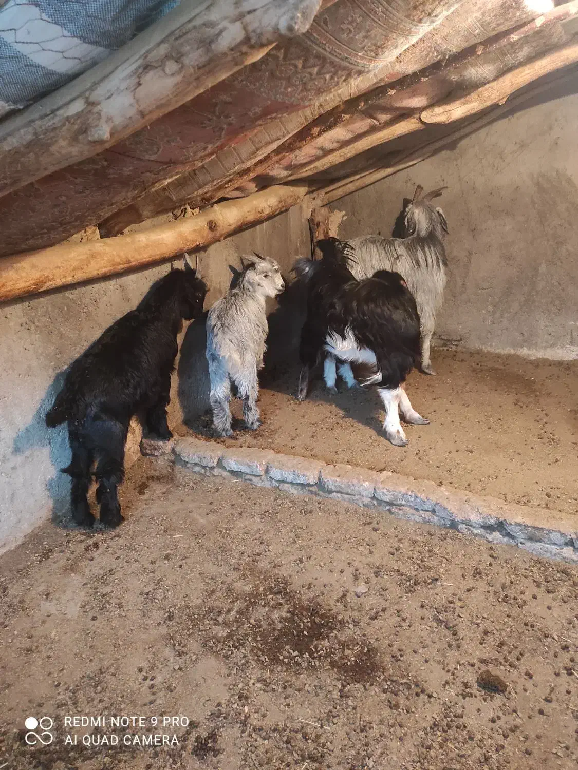 بز و بزغاله|حیوانات مزرعه|فلاورجان, |دیوار