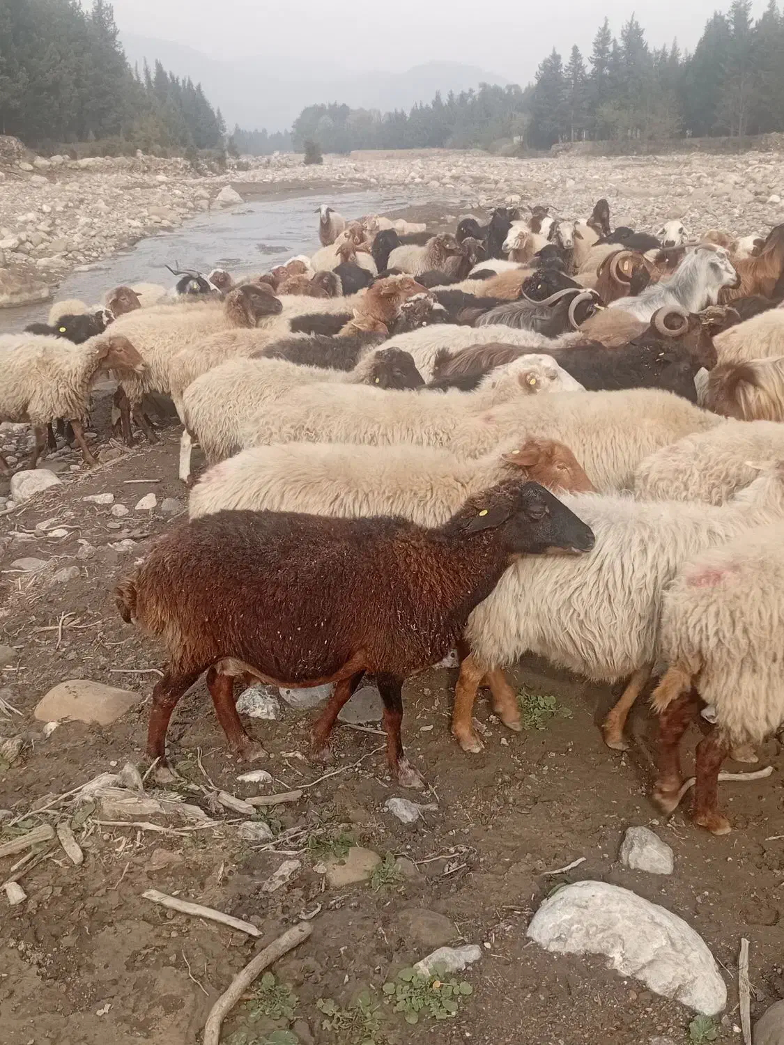 گوسفند های جنگل ی مشتری واقعی فقط تماس بگیرید|حیوانات مزرعه|رامیان, |دیوار