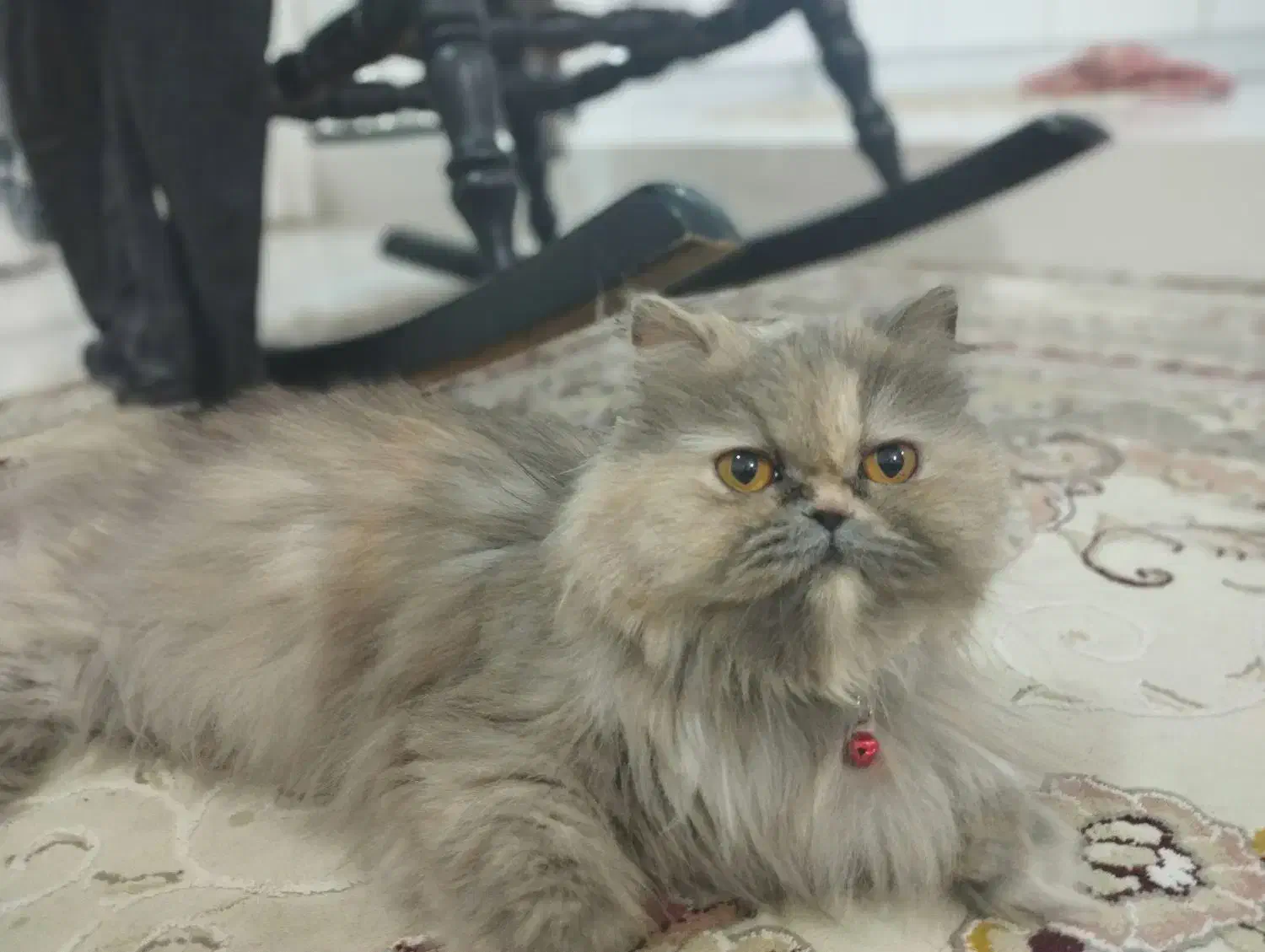 واگذاری گربه پرشین|گربه|گنبد کاووس, |دیوار