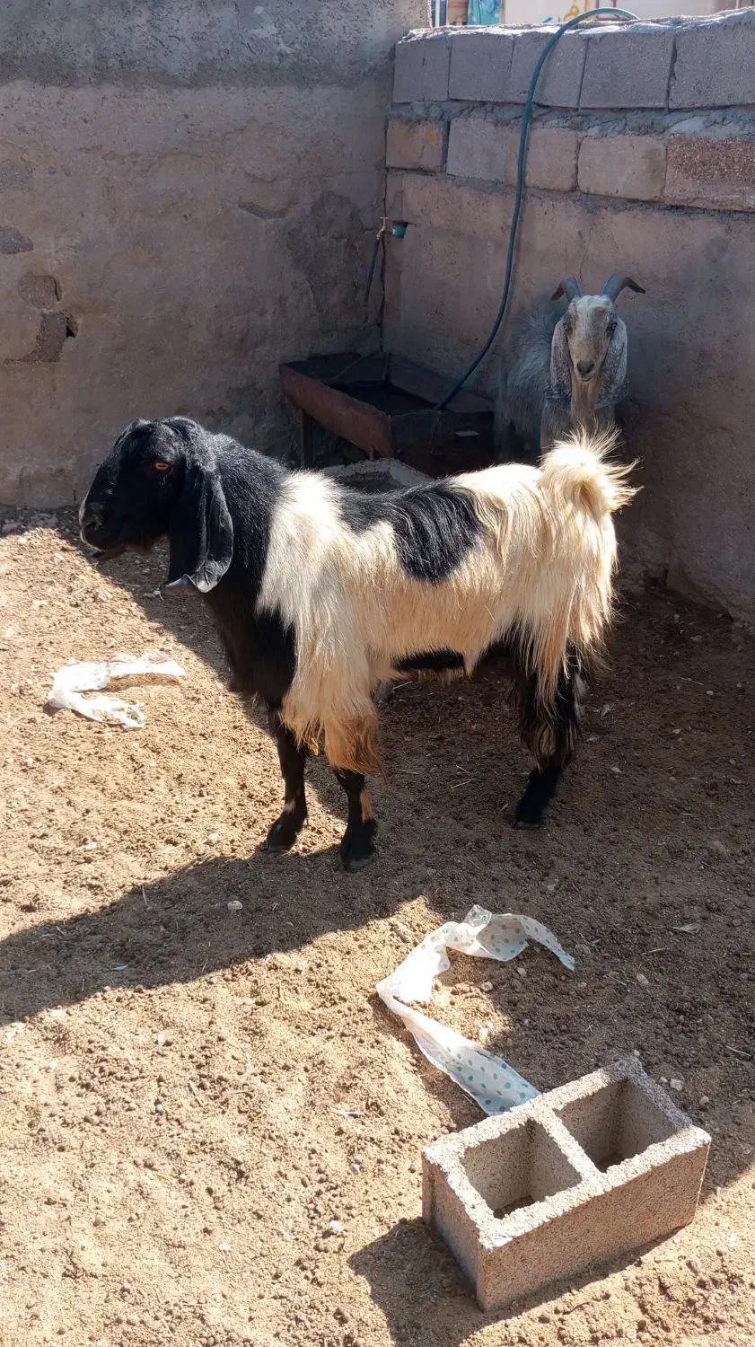 کهره چپش نر ، پازن، بز|حیوانات مزرعه|شیراز, کوشک بیدک|دیوار