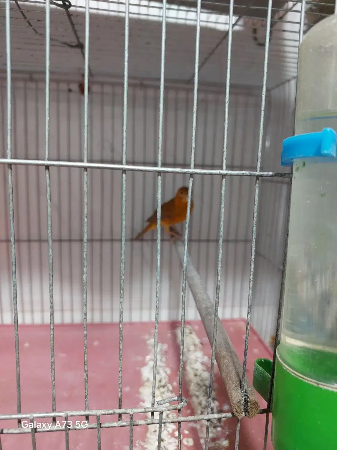 قناری|پرنده|شیراز, پودنک|دیوار