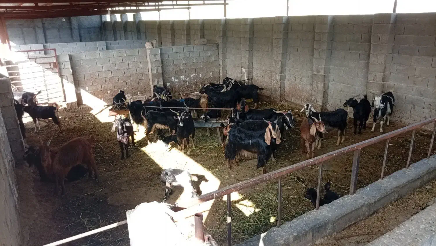 بز.|حیوانات مزرعه|کازرون, |دیوار