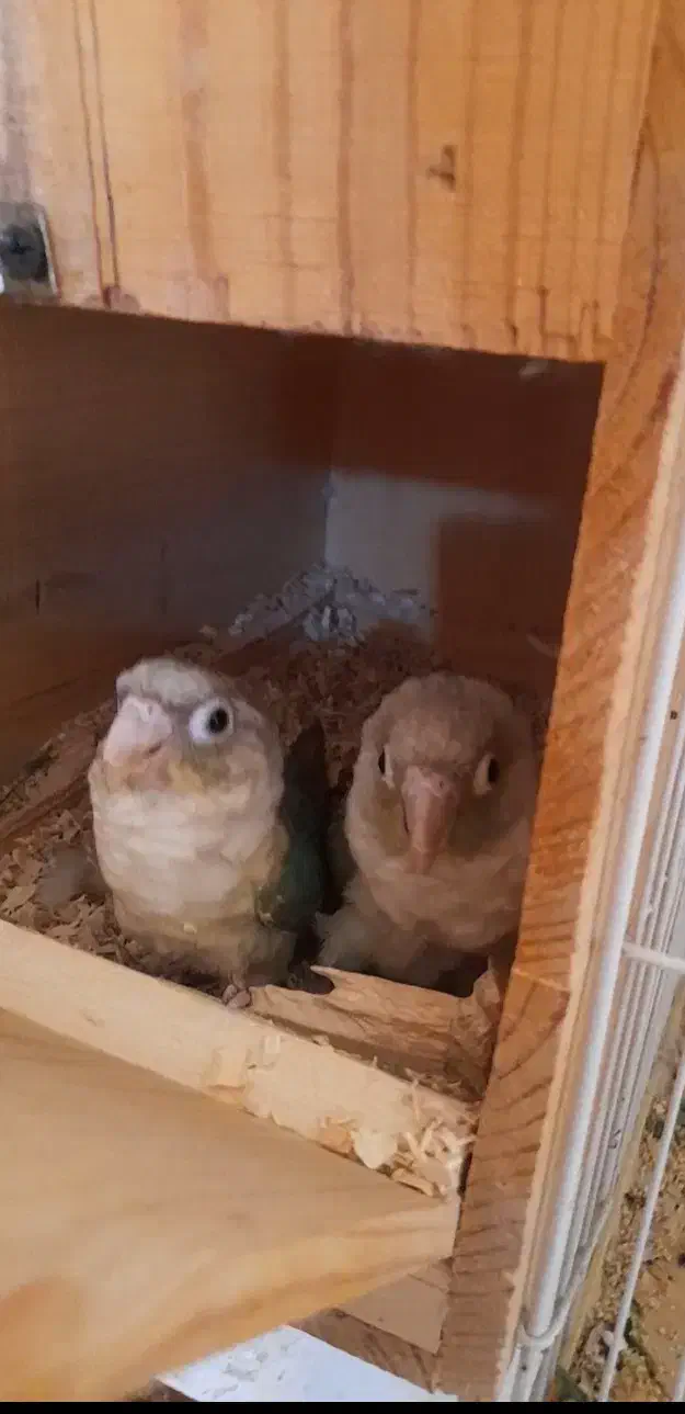 گرینچیک مولد|پرنده|تربت‌حیدریه, باغ سلطانی|دیوار