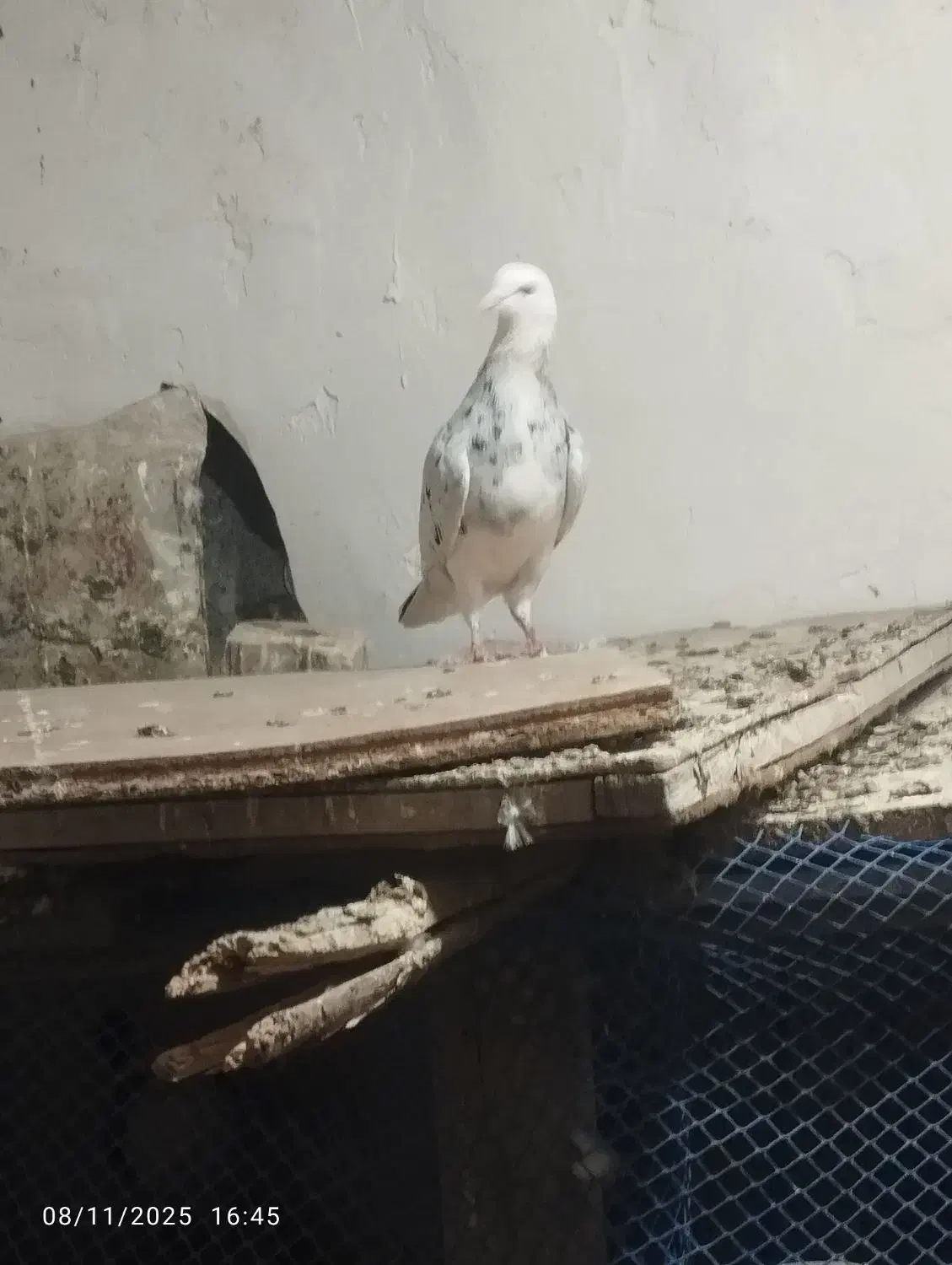 کفتر شازده هفت رنگ جون به شرط پرش کفتر بوم|پرنده|تربت‌حیدریه, بالا ولایت|دیوار