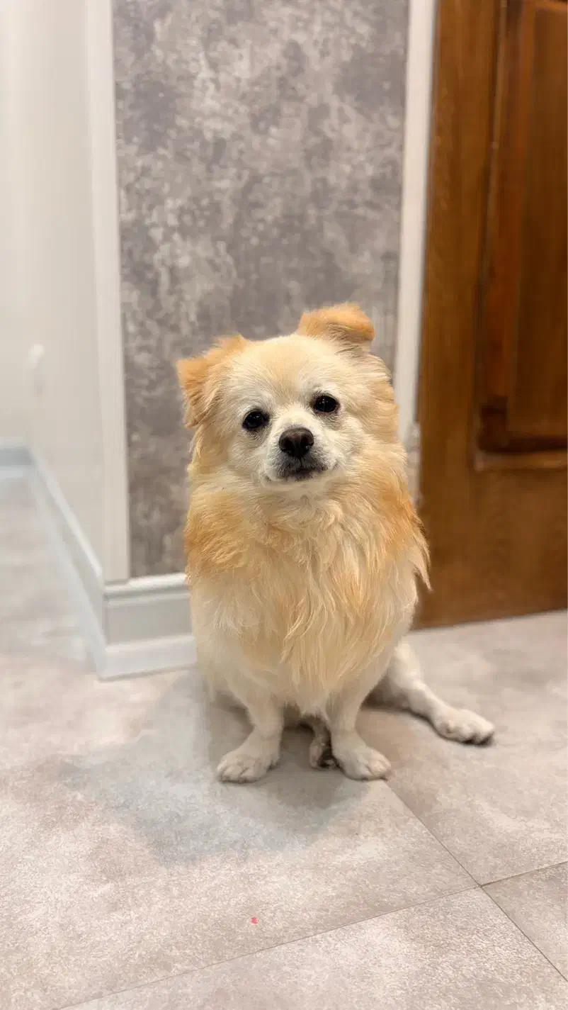 واگذاری سگ پامر با پایین ترین قیمت|سگ|یزد, |دیوار