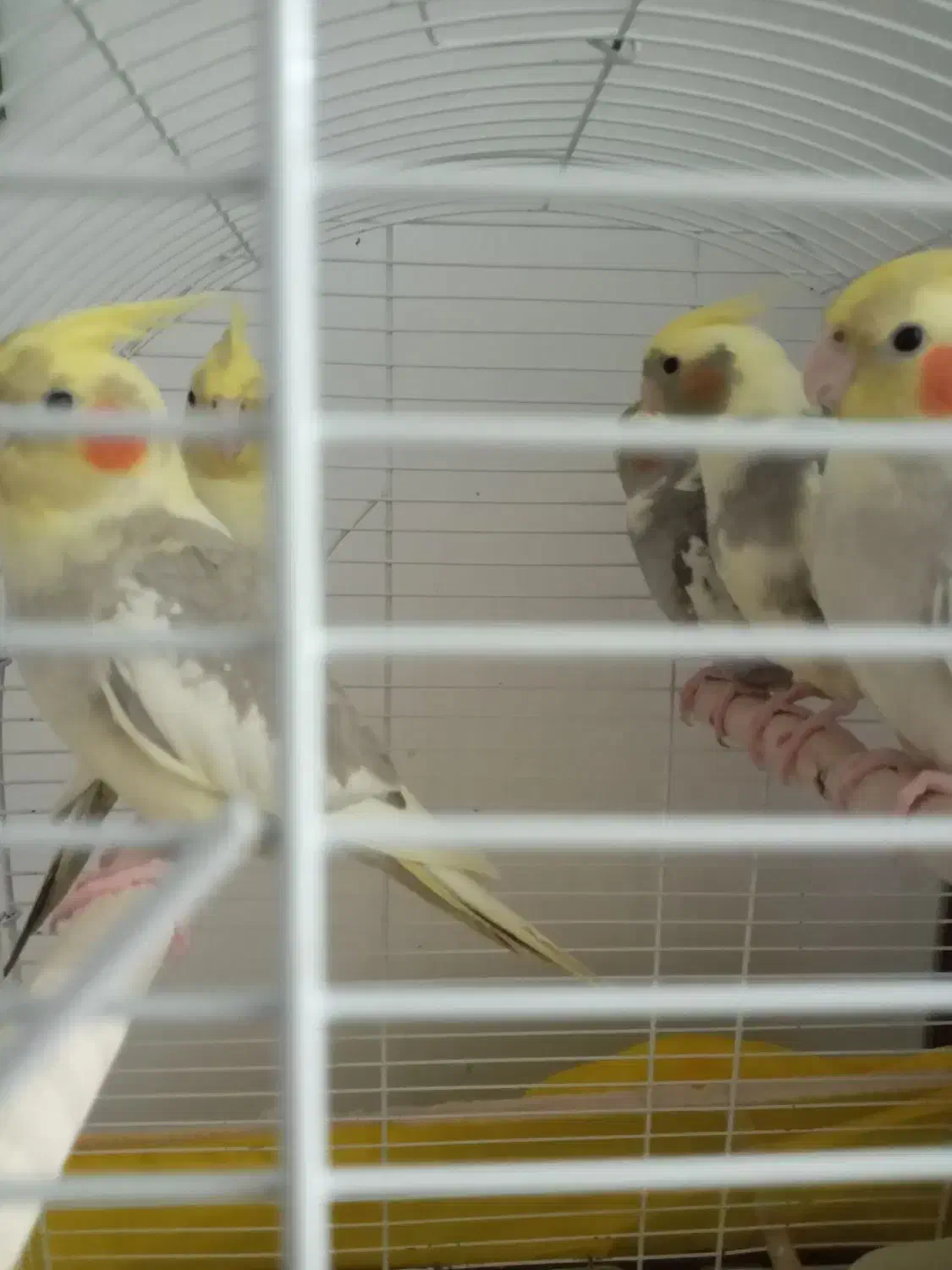 عروس هلندی ۳ماه تا۶ماه فروش|پرنده|سلمان‌شهر, |دیوار