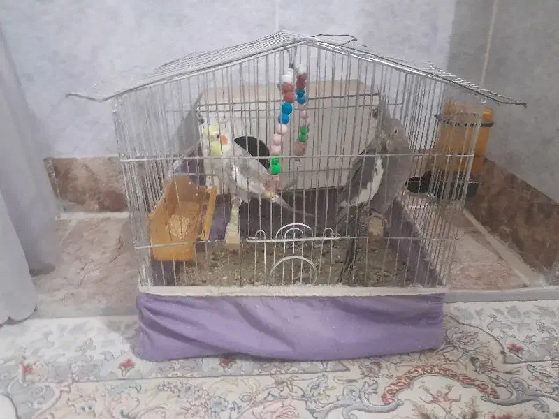 عروس هلندی|پرنده|کردکوی, |دیوار