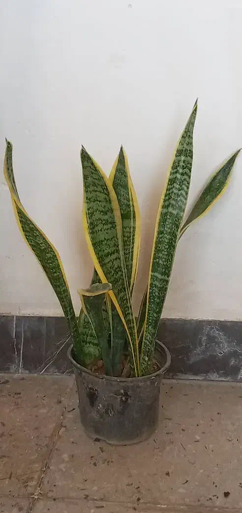 گل های زینتی|گل و گیاه طبیعی|آبدانان, |دیوار