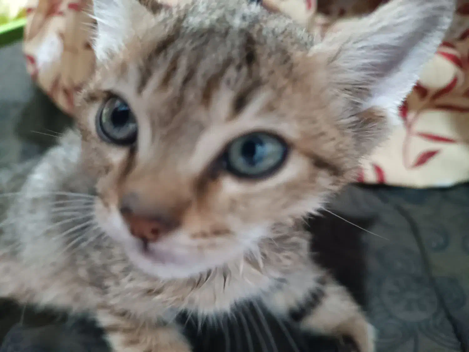 بچه گربه نر|گربه|چمران, |دیوار