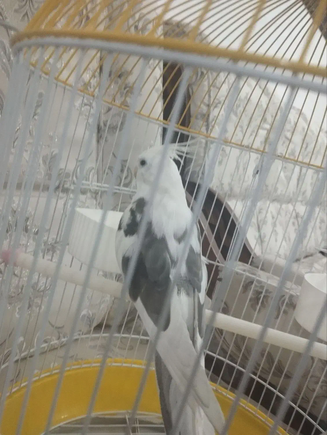 عروس هلندی سخنکو فول اهلی|پرنده|مرند, |دیوار