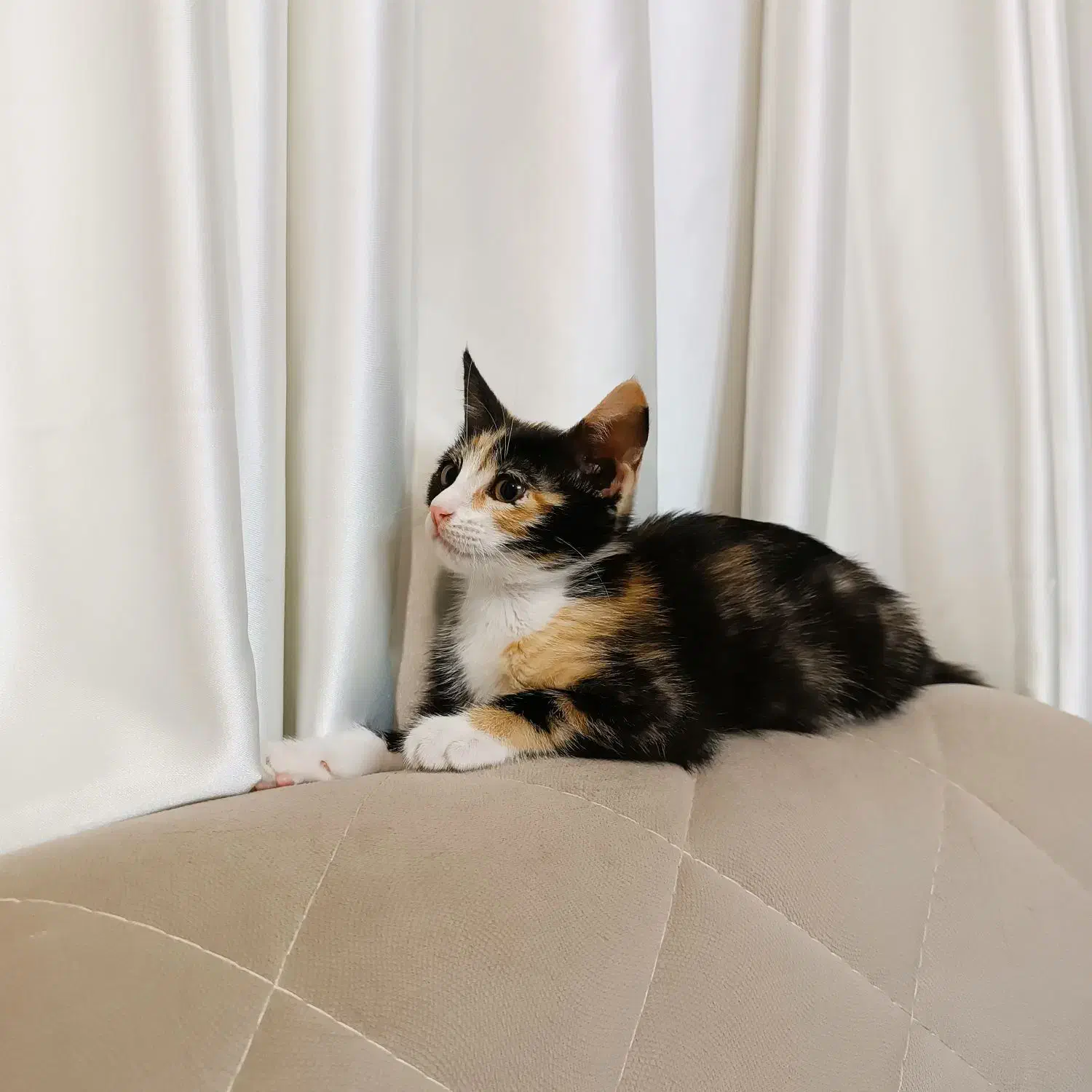 واگذاری بچه گربه دو ماهه خونگی|گربه|چاف و چمخاله, |دیوار