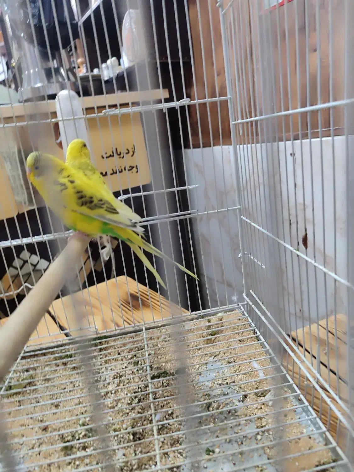 ۴ جفت مرغ عشق جوان نژاد دار|پرنده|داراب, |دیوار