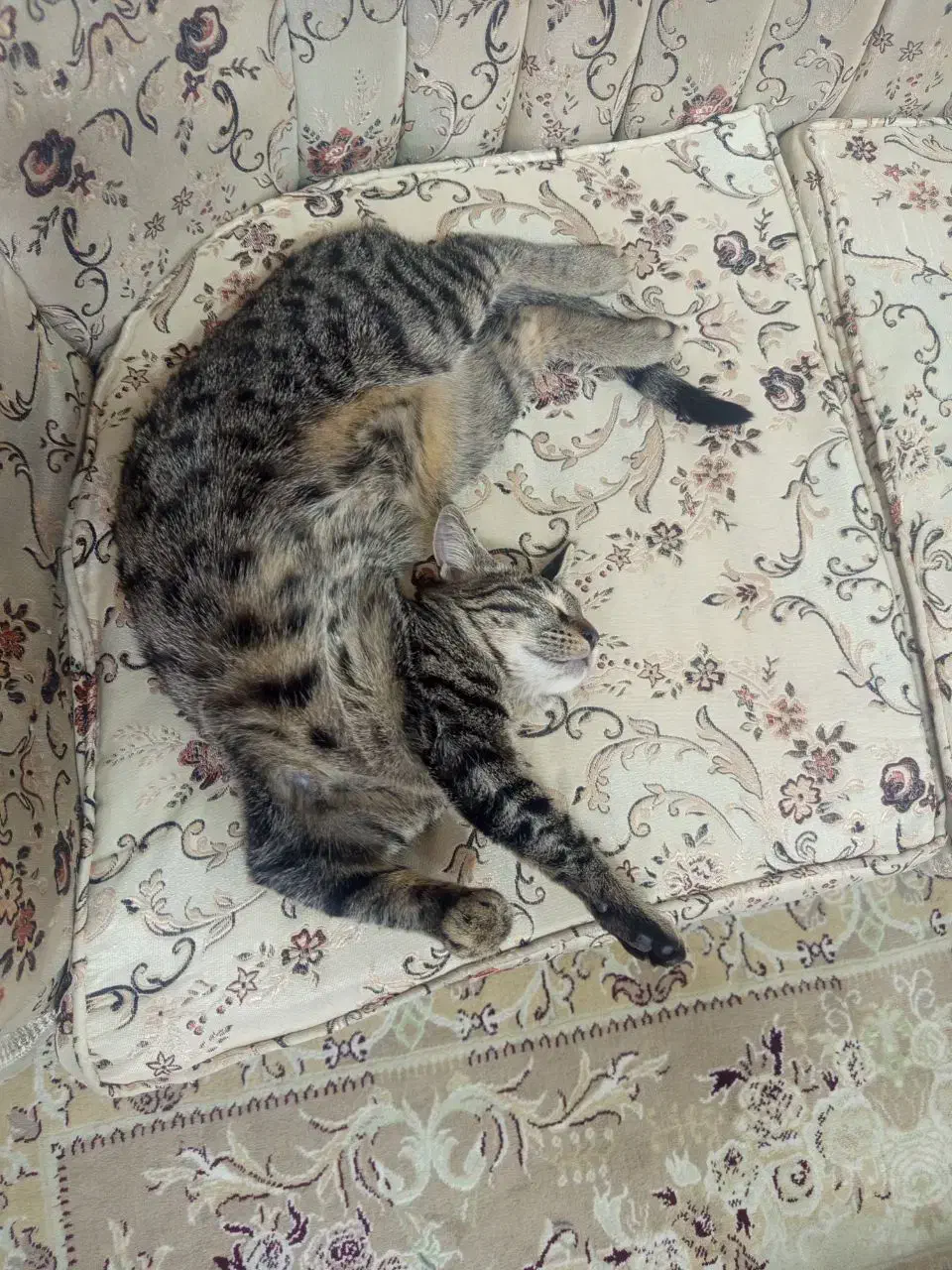 واگذاری رایگان گربه خانگی بازیگوش|گربه|تربت‌حیدریه, شهرک ولیعصر|دیوار