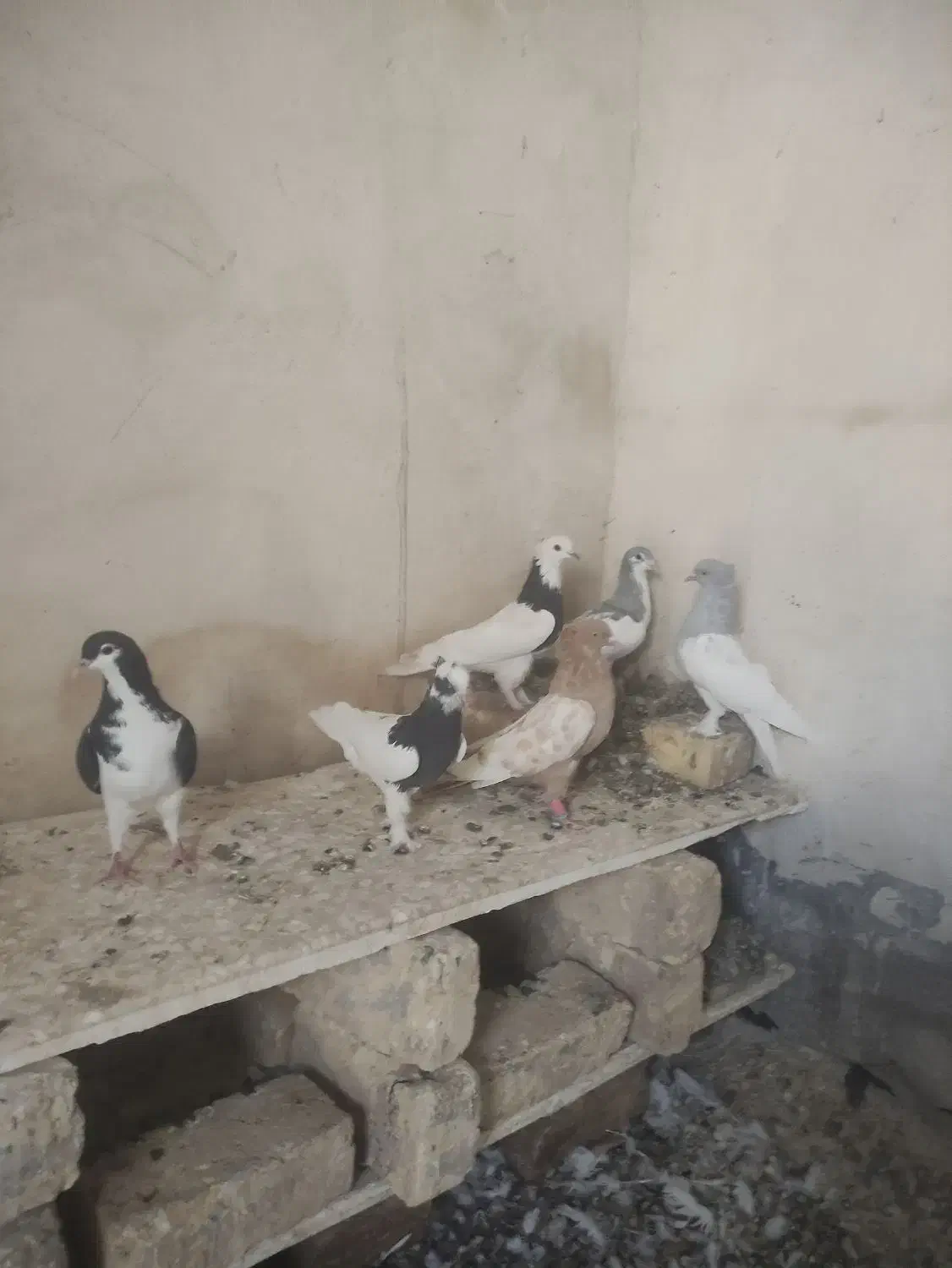 کفتر|پرنده|خفر, |دیوار