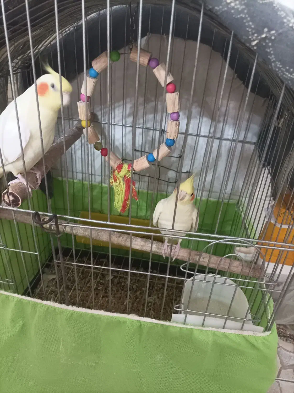 عروس هلندی نروماده|پرنده|مهریز, |دیوار