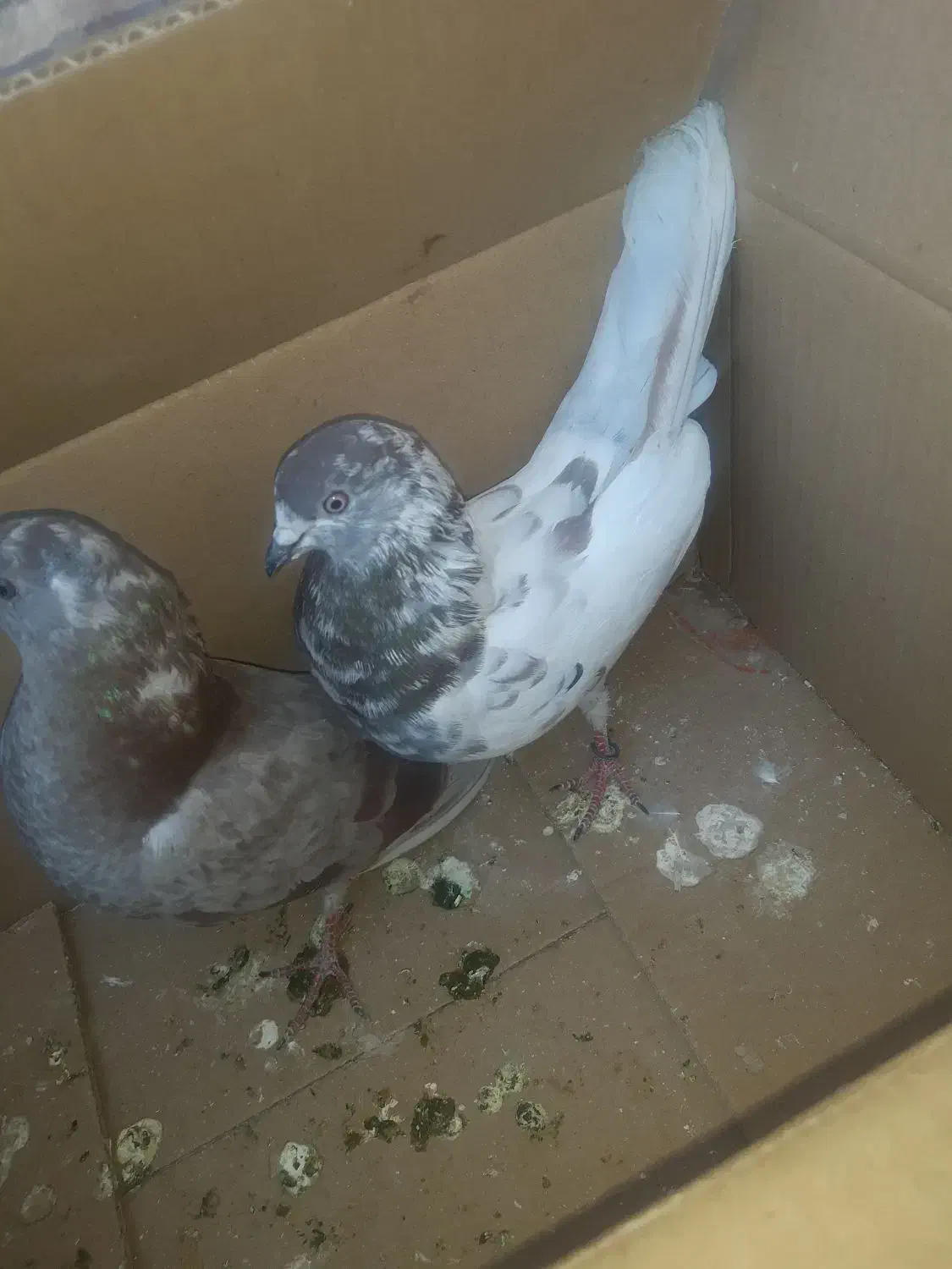 کبوتر|پرنده|ایرانشهر, |دیوار