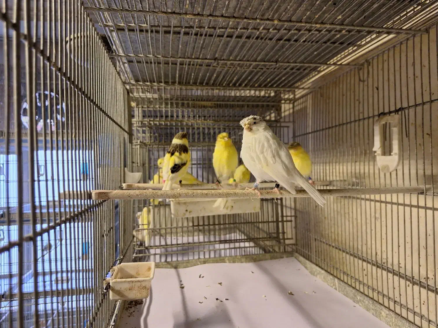 قناری گلاستر موزاییکی اوپال فائو|پرنده|تهران, هفت حوض|دیوار