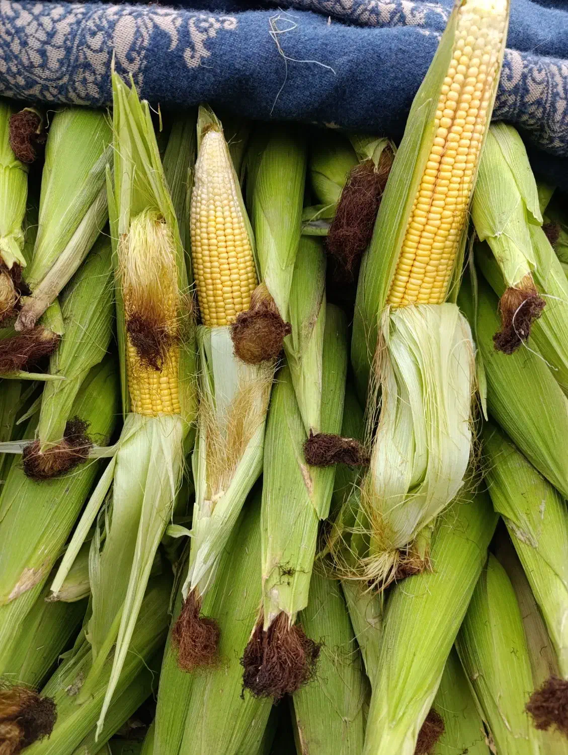 بلال شیره محلی|خوردنی و آشامیدنی|کوهدشت, |دیوار