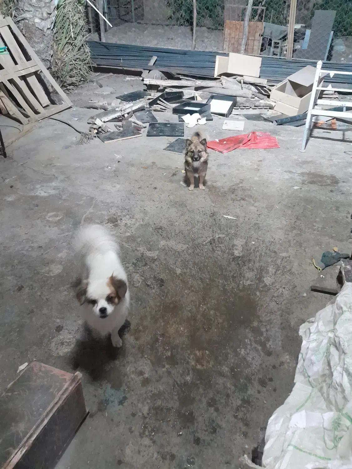 سگ پاکوتاه پامر روباهی|سگ|ایذه, |دیوار