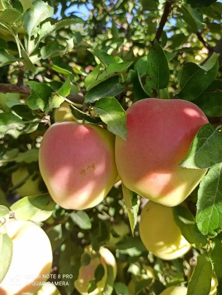 نهالستان عرفان نهال|خدمات باغبانی و درختکاری|جلفا, |دیوار