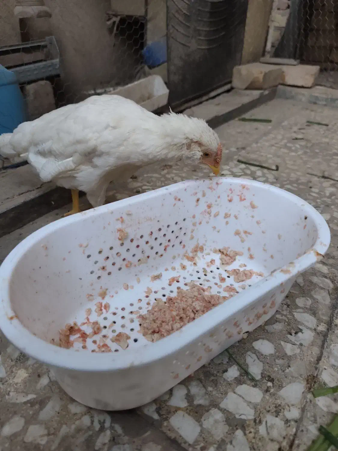 سه تا نوچه گلین|حیوانات مزرعه|قم, در بهشت|دیوار