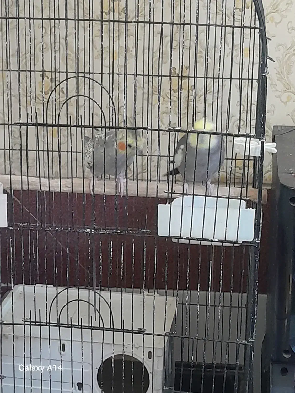 عروس هلندی مولد|پرنده|سیرجان, |دیوار