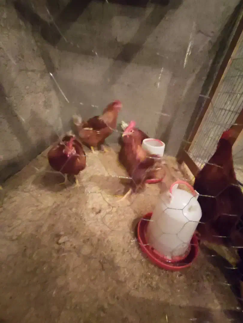 معاوضه خروس با سگ نگهبان|حیوانات مزرعه|دهگلان, |دیوار