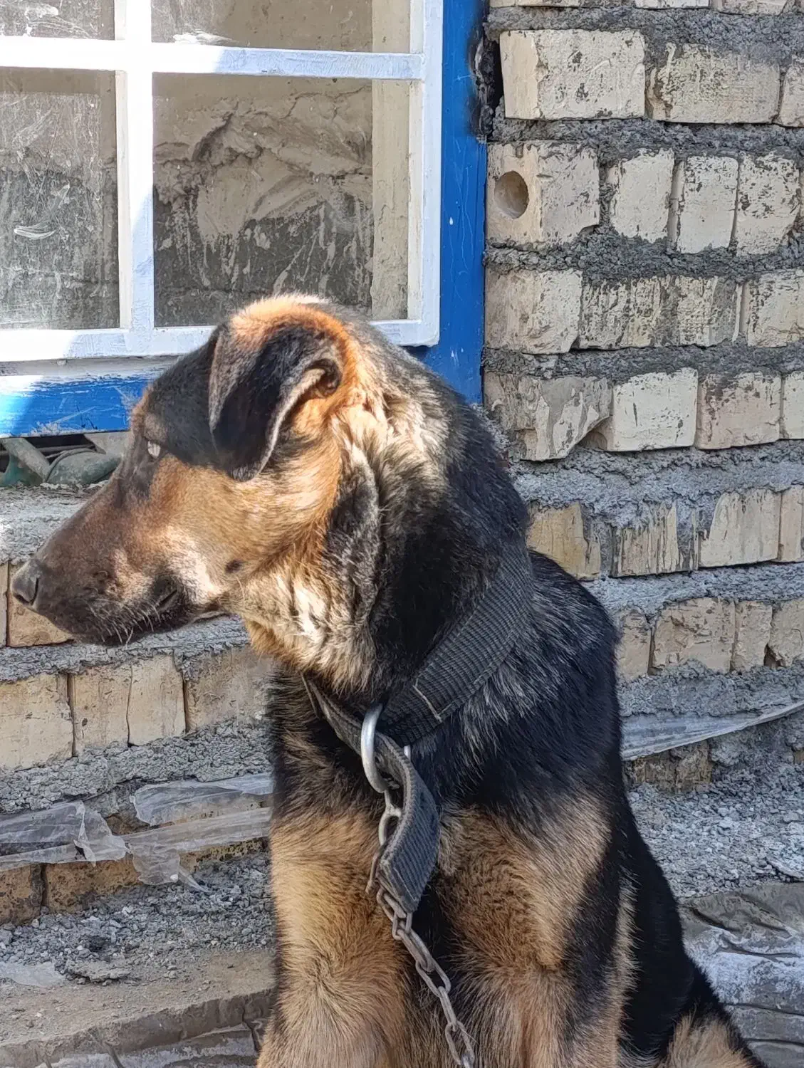 سگ نگهبان|سگ|چناران, |دیوار