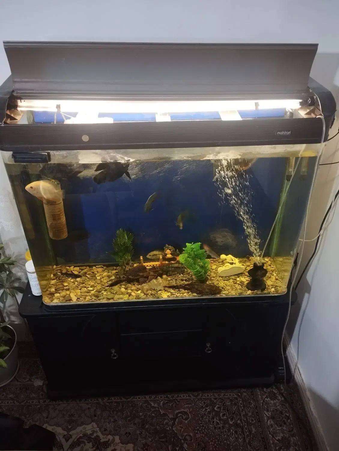 اکواریوم وارداتی به همراه ۱۶ عدد ماهی خیلی بزرگ|ماهی|قرچک, باقرآباد|دیوار