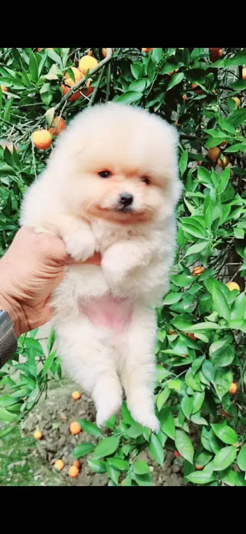 هلندی فرانسوی ایتالیایی فقط تماس|سگ|صدرا-فارس, فاز ۱|دیوار