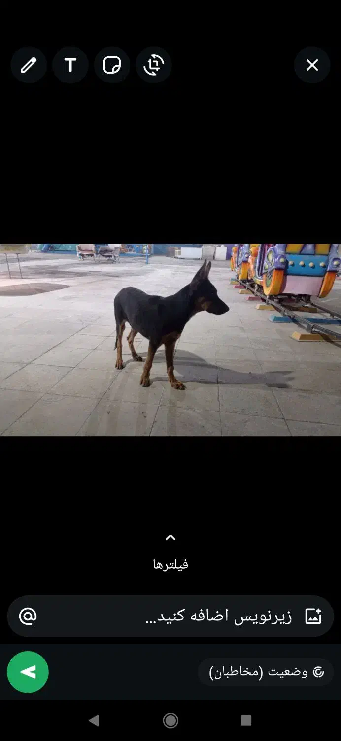 تول سگ ژرمن ۴ ماه|حیوانات|اهواز, کوی پیروزی|دیوار