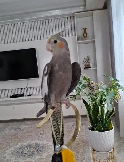 عروس هلندی گمشده|حیوانات|همدان, |دیوار