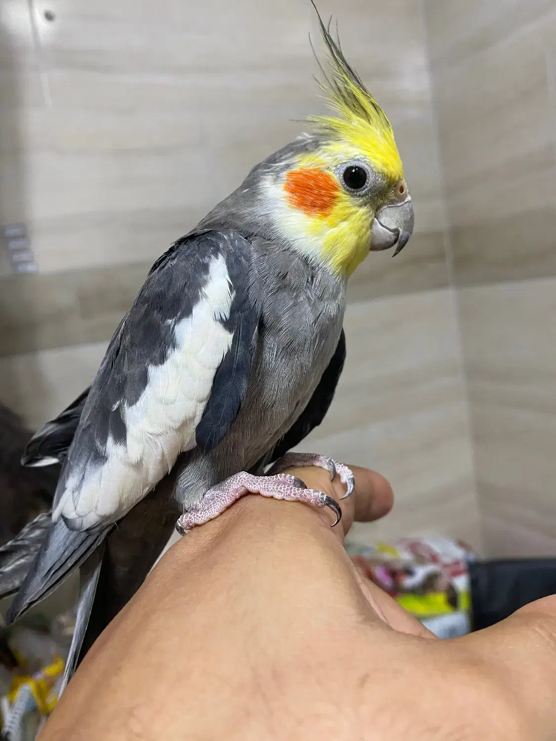 عروس هلندی|پرنده|رشت, حمیدیان|دیوار