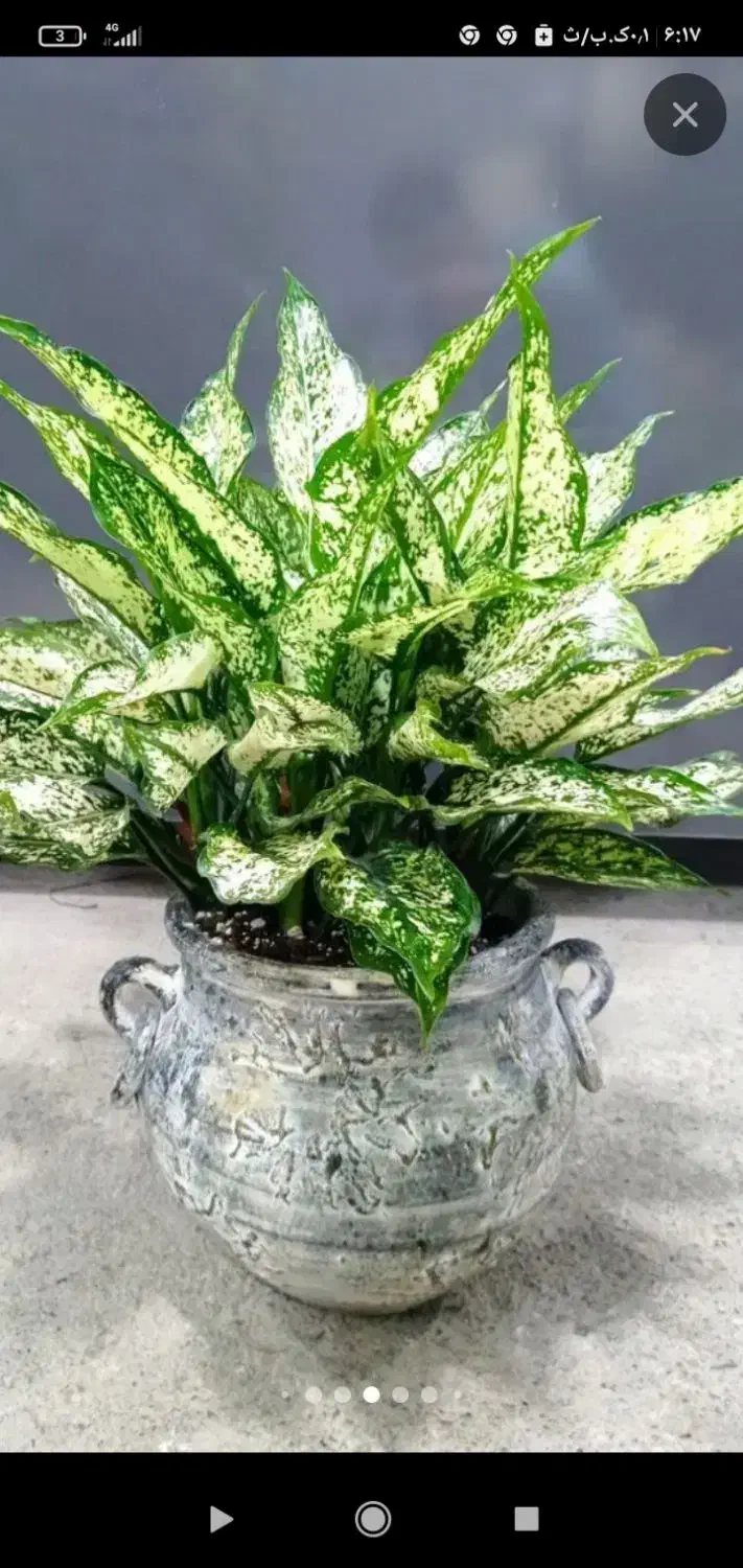 انواع گل‌های آپارتمانی وزینتی|گل و گیاه طبیعی|مشهد, هنرور|دیوار