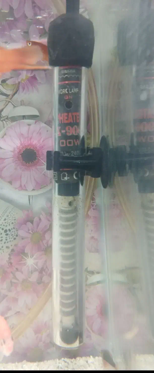 آکواریوم|ماهی|کرمانشاه, |دیوار