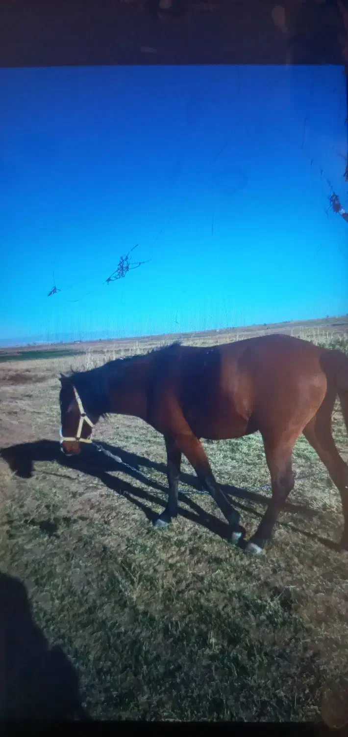 مادیون|اسب و تجهیزات اسب‌سواری|نیشابور, خیام|دیوار