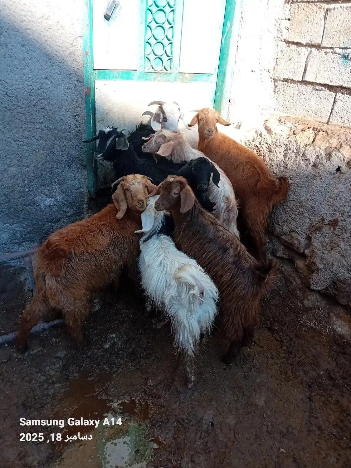 ۸چپیش نر وماده برای فروشی وزن روی هم۱۵ کیلو|حیوانات مزرعه|اردبیل, |دیوار