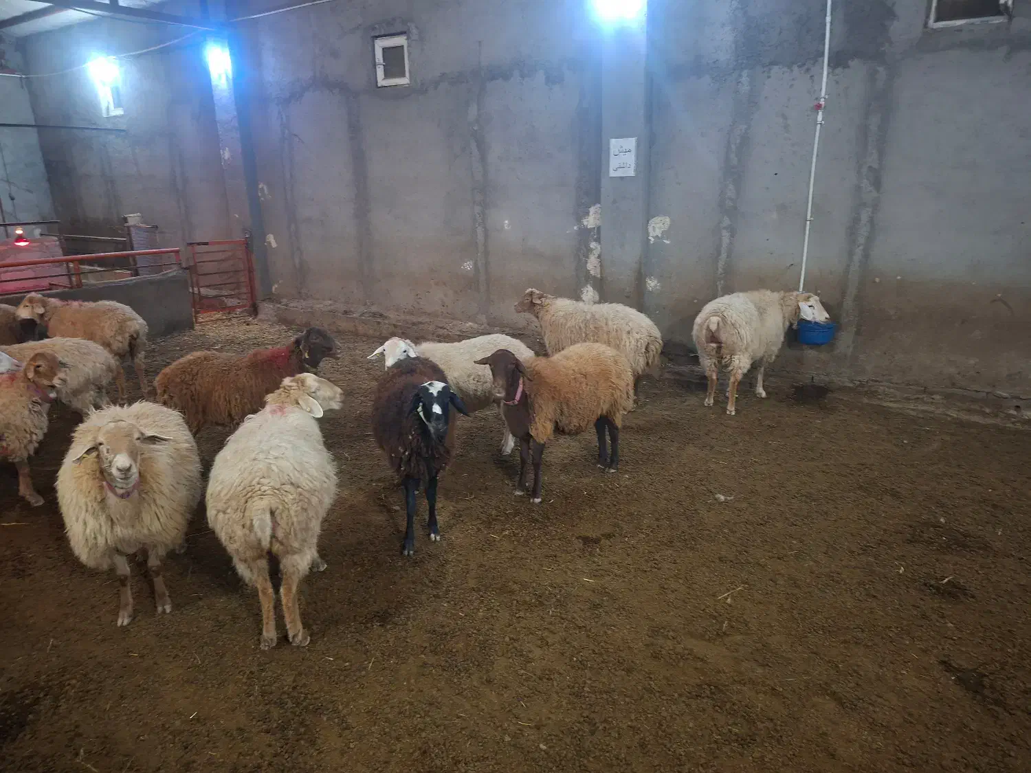 گوسفند شیشک آبستن دو ماهه|حیوانات مزرعه|نیر (اردبیل), |دیوار