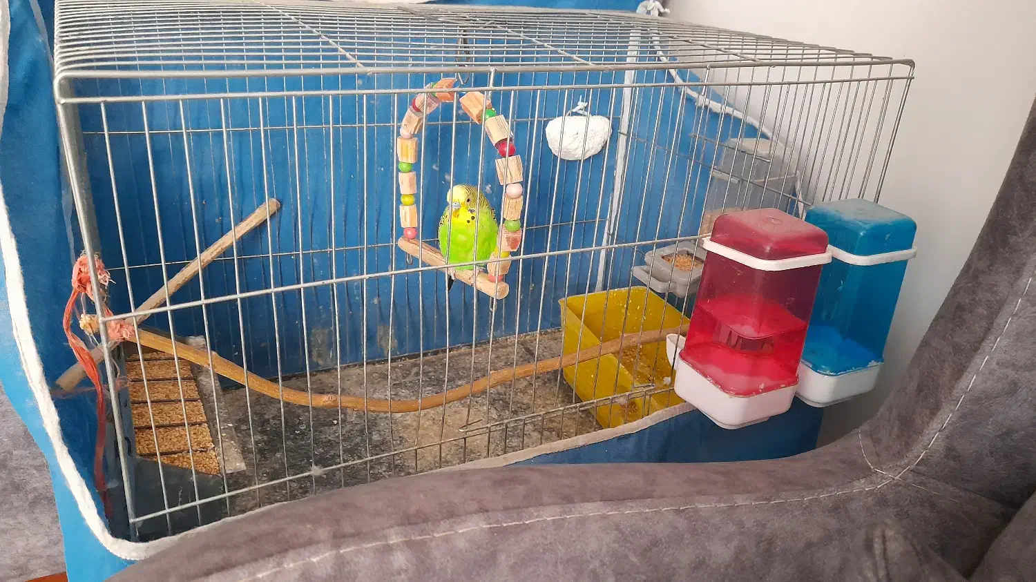 مرغ عشق نر بالغ|پرنده|فردیس, نگارستان|دیوار