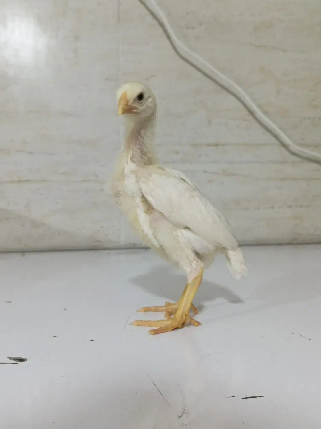 جوجه لاری|حیوانات مزرعه|تهران, جوادیه|دیوار