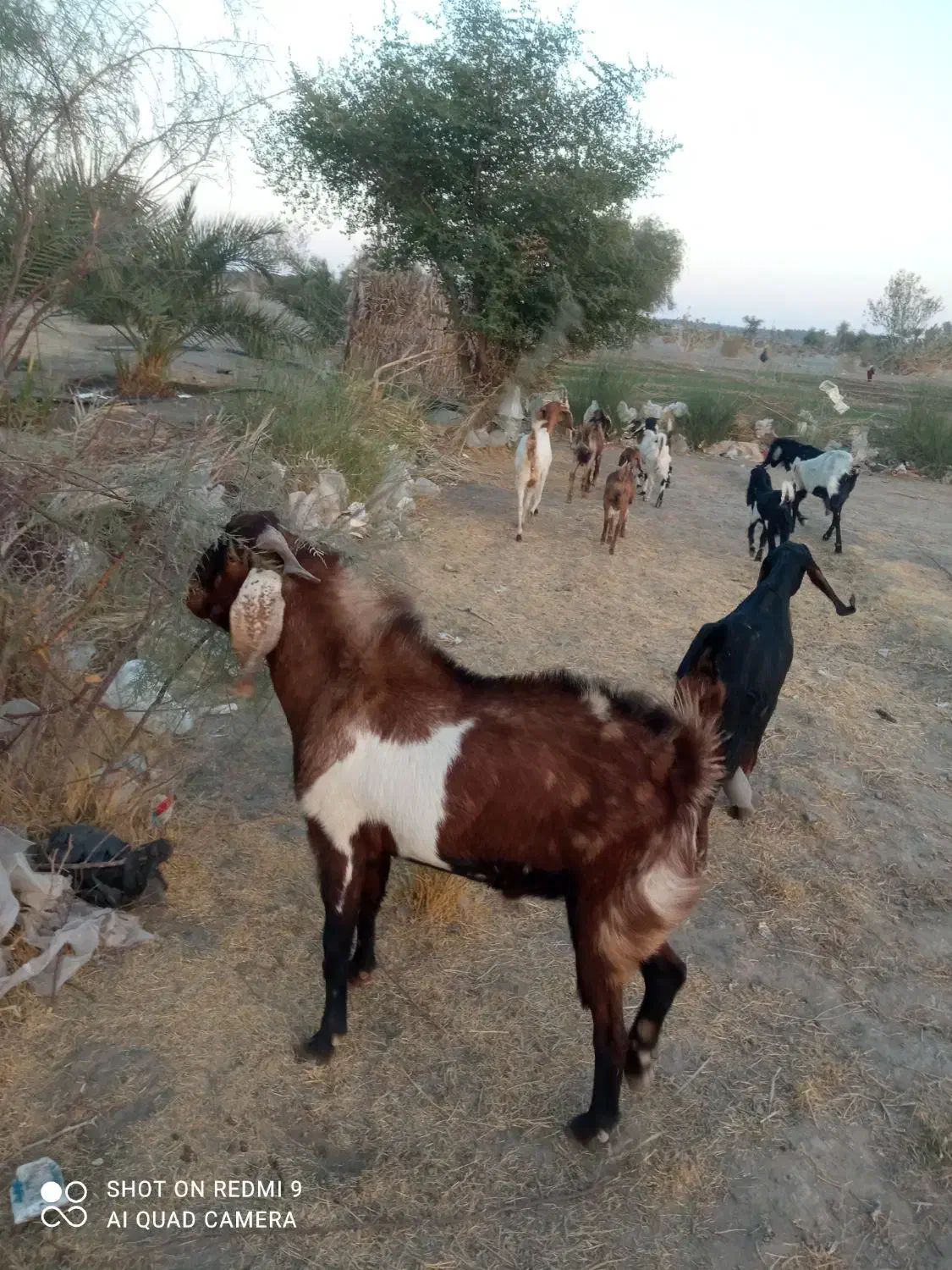 نری چاق و چله مناسب برای دامداری و کشتار|حیوانات مزرعه|قلعه گنج, |دیوار