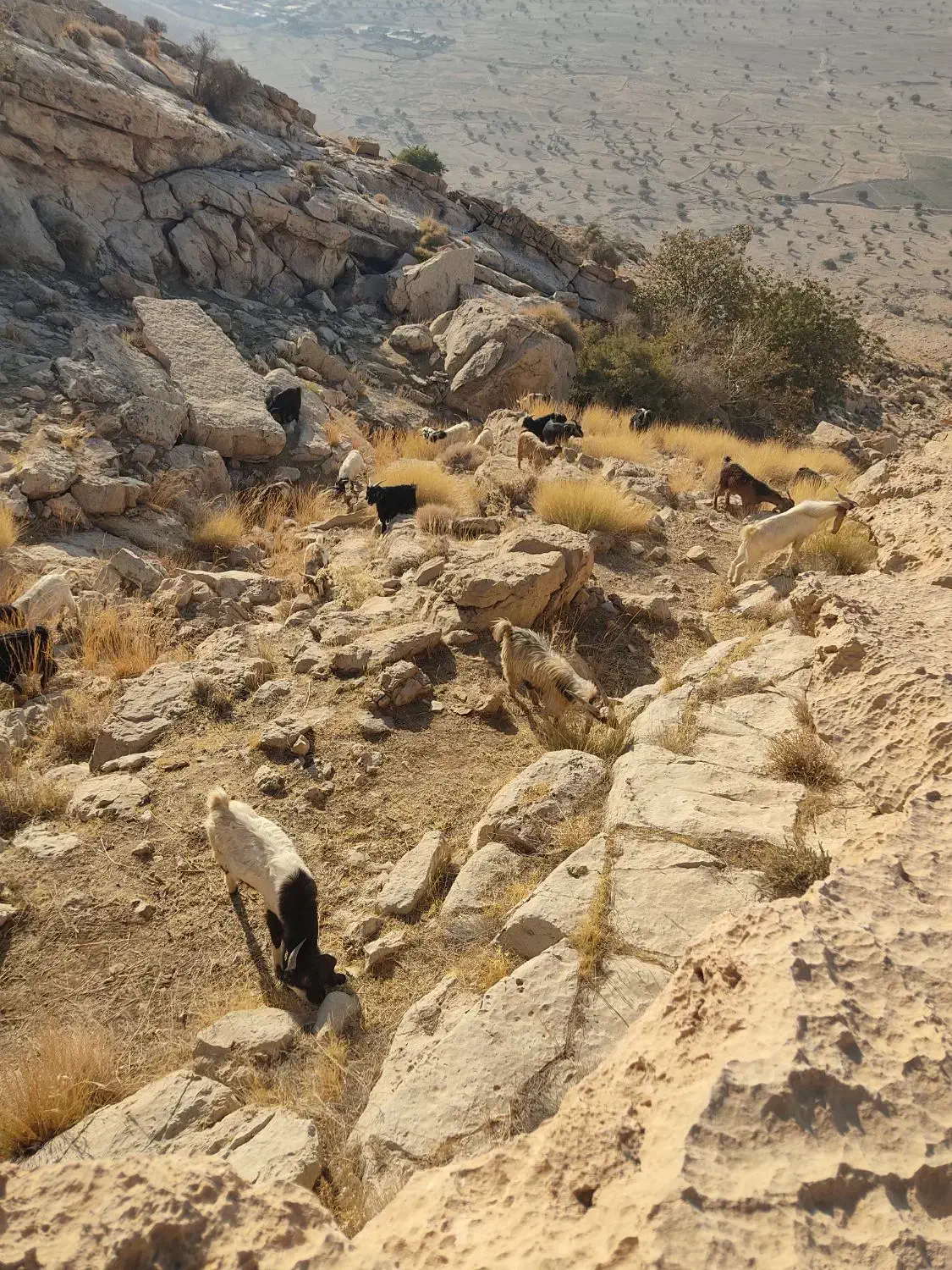 کهره سرحال چاق|حیوانات مزرعه|بهبهان, |دیوار